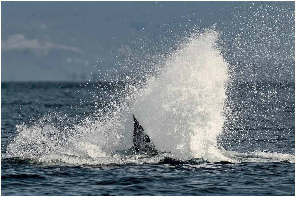 The Orcas Island Landing and Its Interpretive Waterfront (marneejill, Flickr, CC BY-SA 2.0)