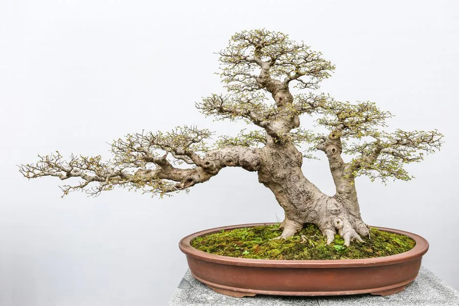 Plants and Bonsai Trees: Small but Risky (Image Credits: Pexels)