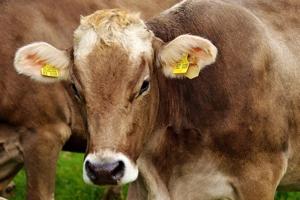Vermont's Dairy Farms: A $5.4 Billion Landscape (Image Credits: Pixabay)