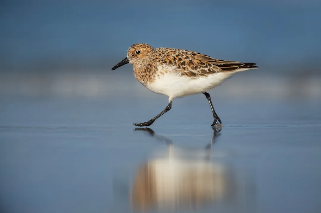 The Science Behind Human Disturbance and Bird Populations (Image Credits: Unsplash)