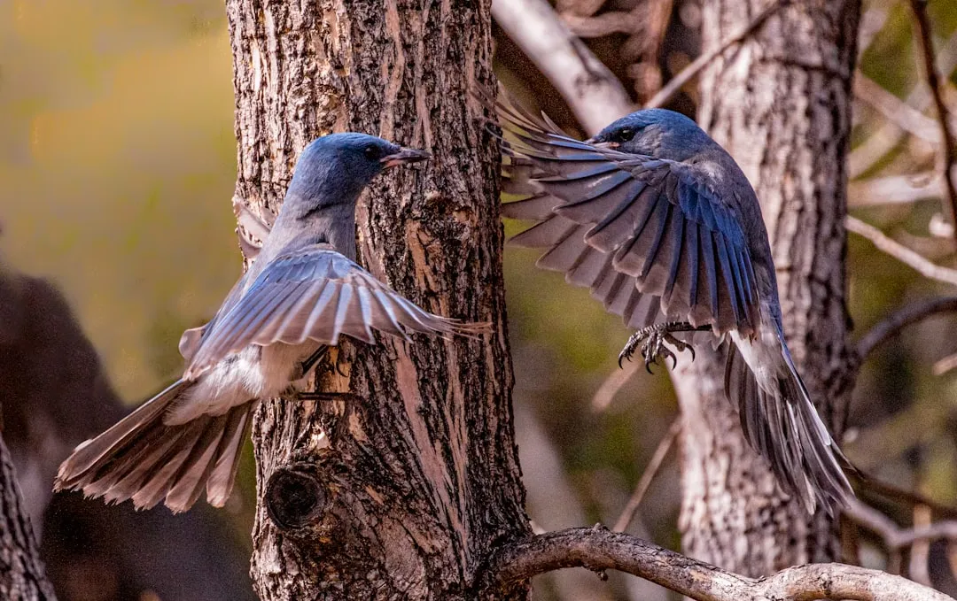 Madera Canyon: The Southern Alternative With World-Class Birds (Image Credits: Unsplash)
