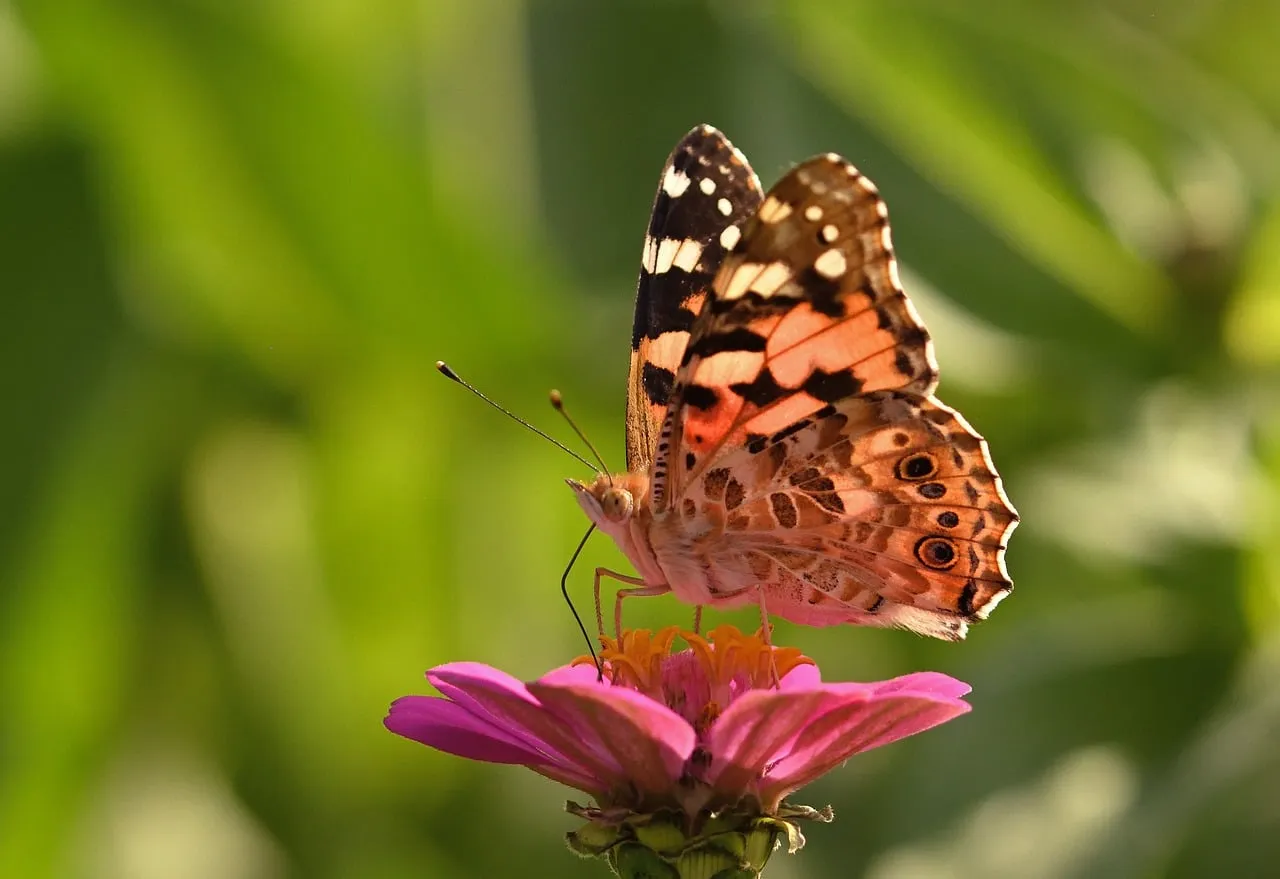 Timing Your Visit Like a Local (Image Credits: Pixabay)