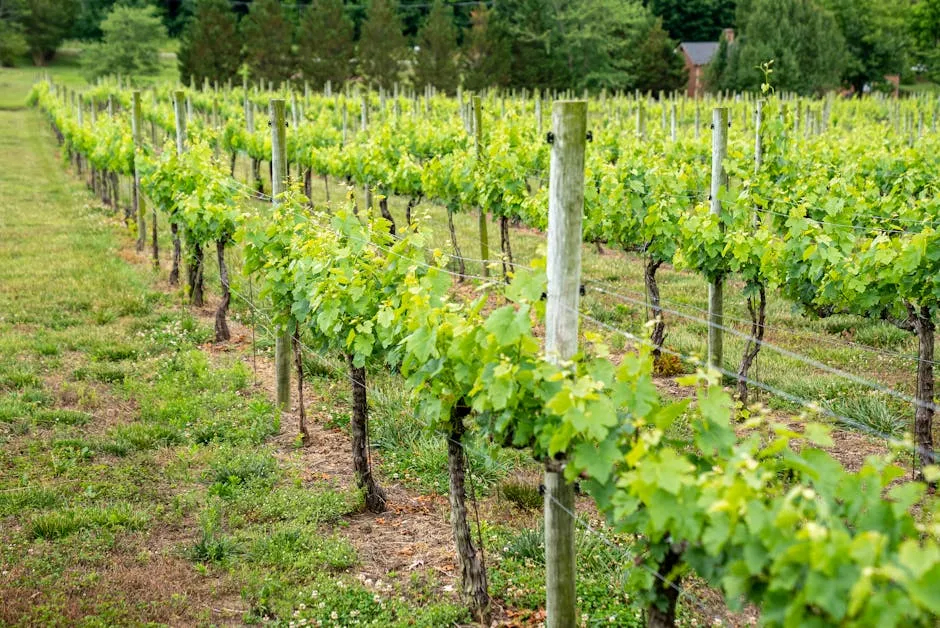 6. Western North Carolina: Mountain Wines That Genuinely Surprise (Image Credits: Pexels)