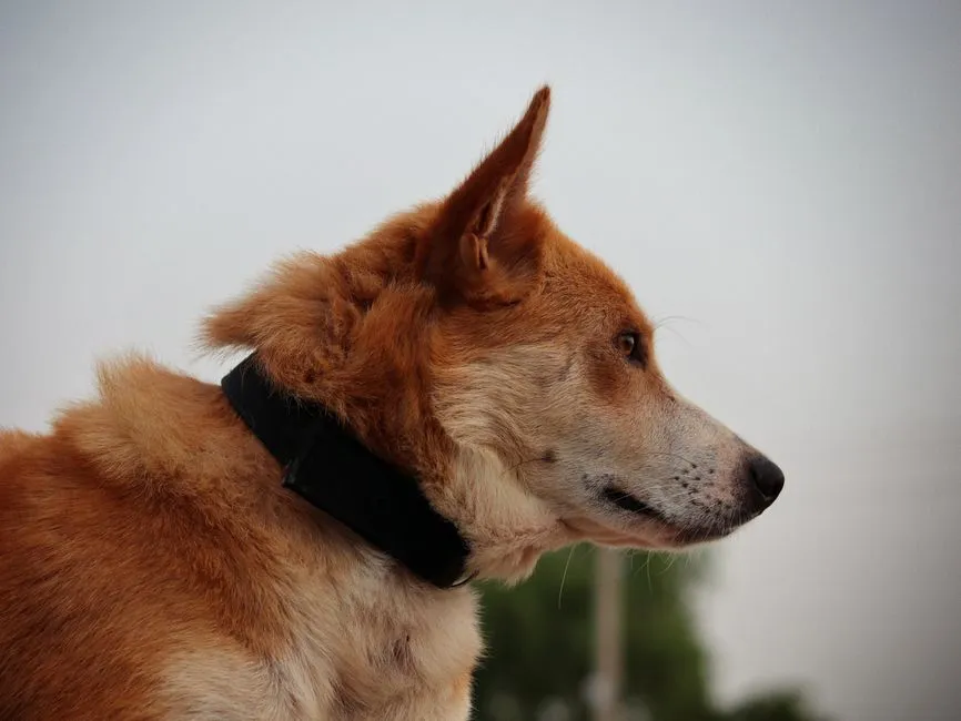 5. Collar With Updated ID Tags and Microchip Info (Image Credits: Pexels)