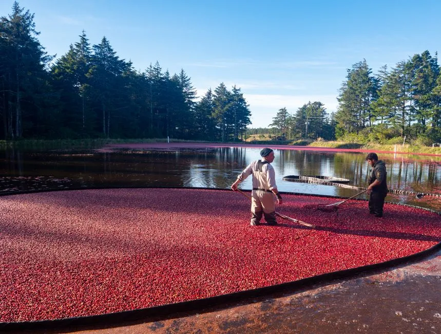 How the Wet Harvest Process Actually Works (Image Credits: Pexels)