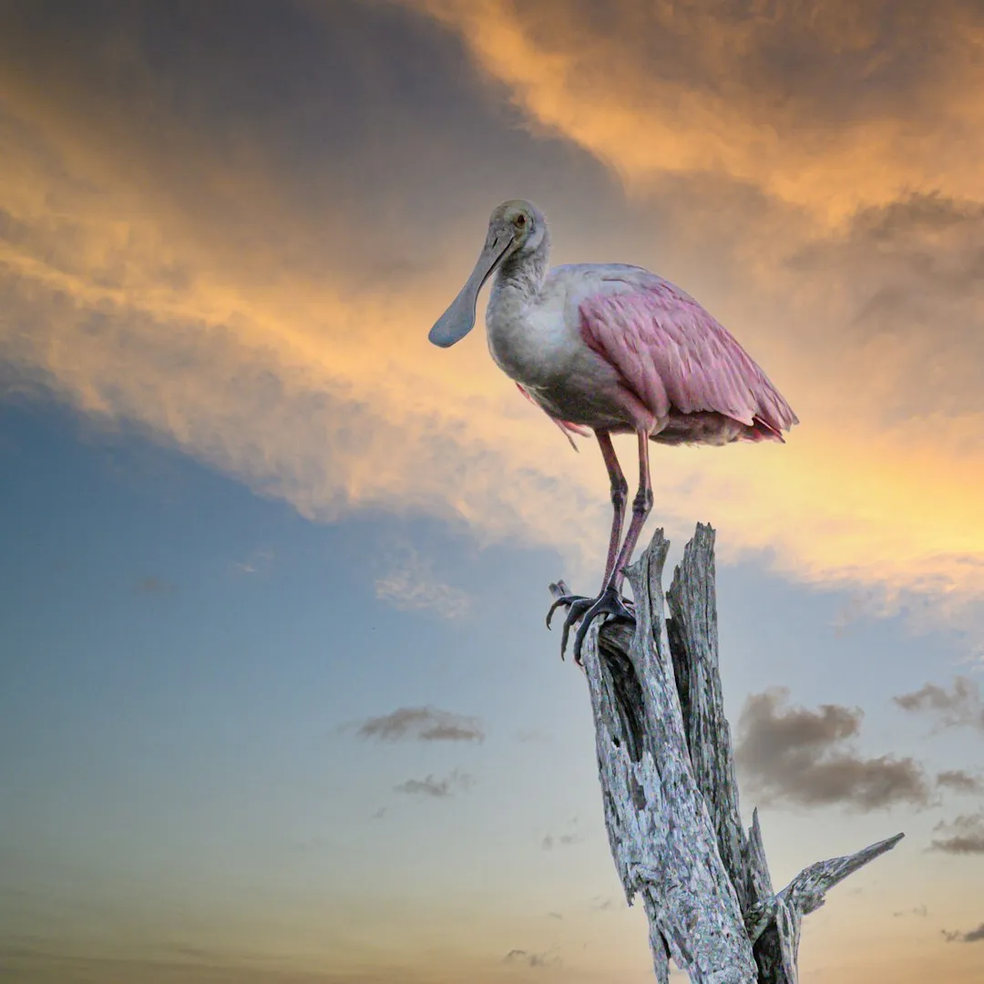 Seasonal Wildlife: What to Look For and When (Image Credits: Unsplash)
