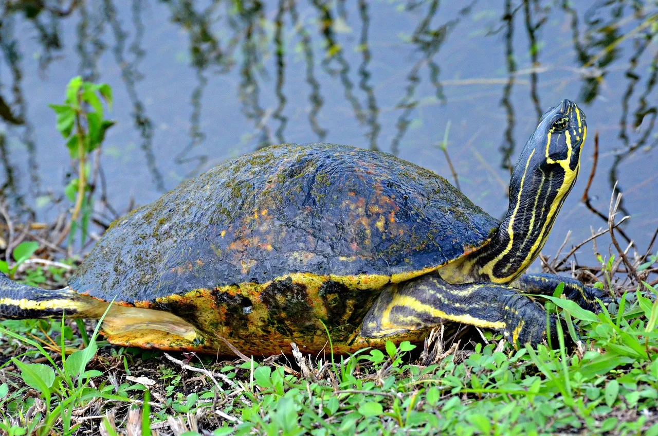 Pisces (February 19 – March 20): Everglades National Park, Florida (Image Credits: Pixabay)