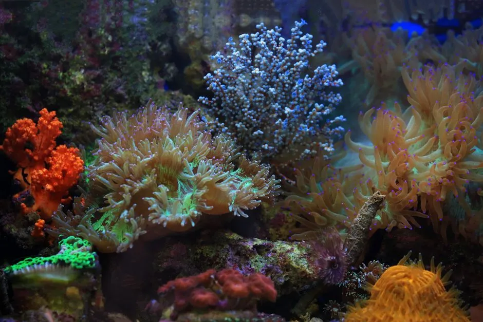 What This Means for Reef Health and Beach Preservation (Image Credits: Pexels)