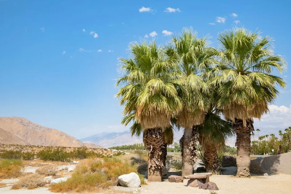 The Draw of Dry Heat (Image Credits: Pexels)