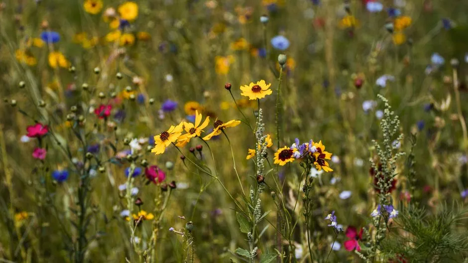 Carrizo Plain and the Hidden Bloom Giants (Image Credits: Pexels)