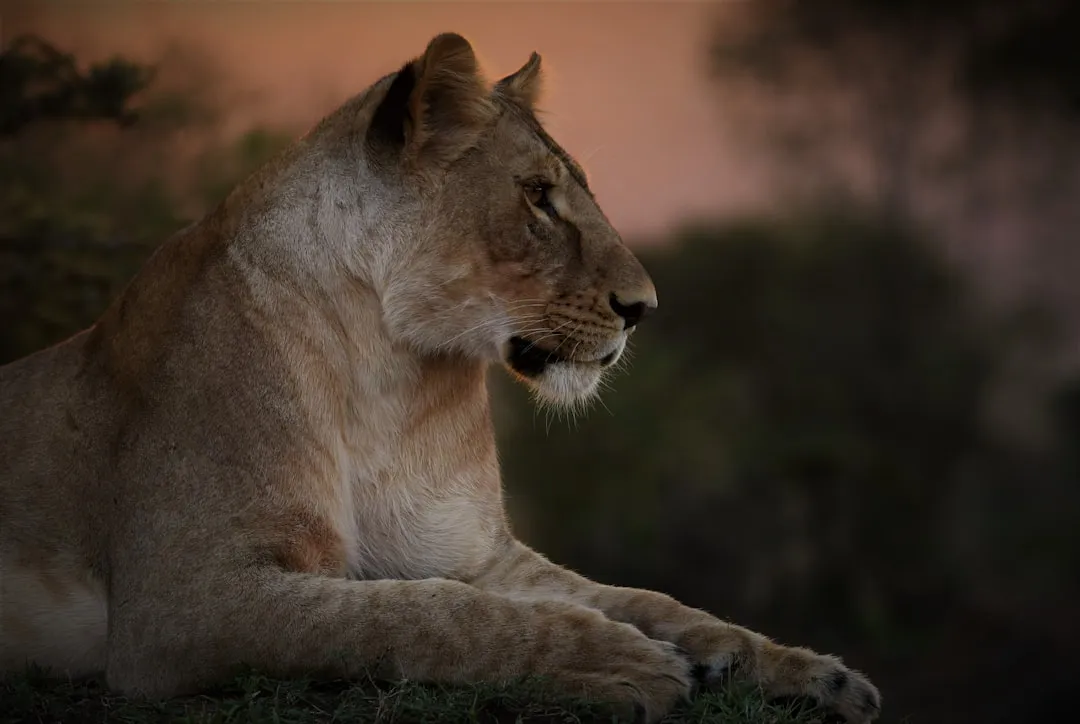 Lions and Big Cats Peak at Crepuscular Hours (Image Credits: Unsplash)