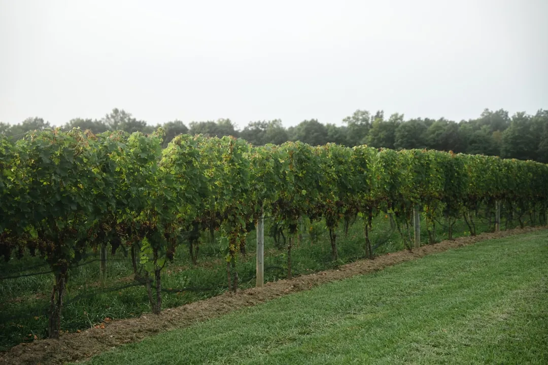 America's Best Wine Region, Officially Recognized (Image Credits: Unsplash)
