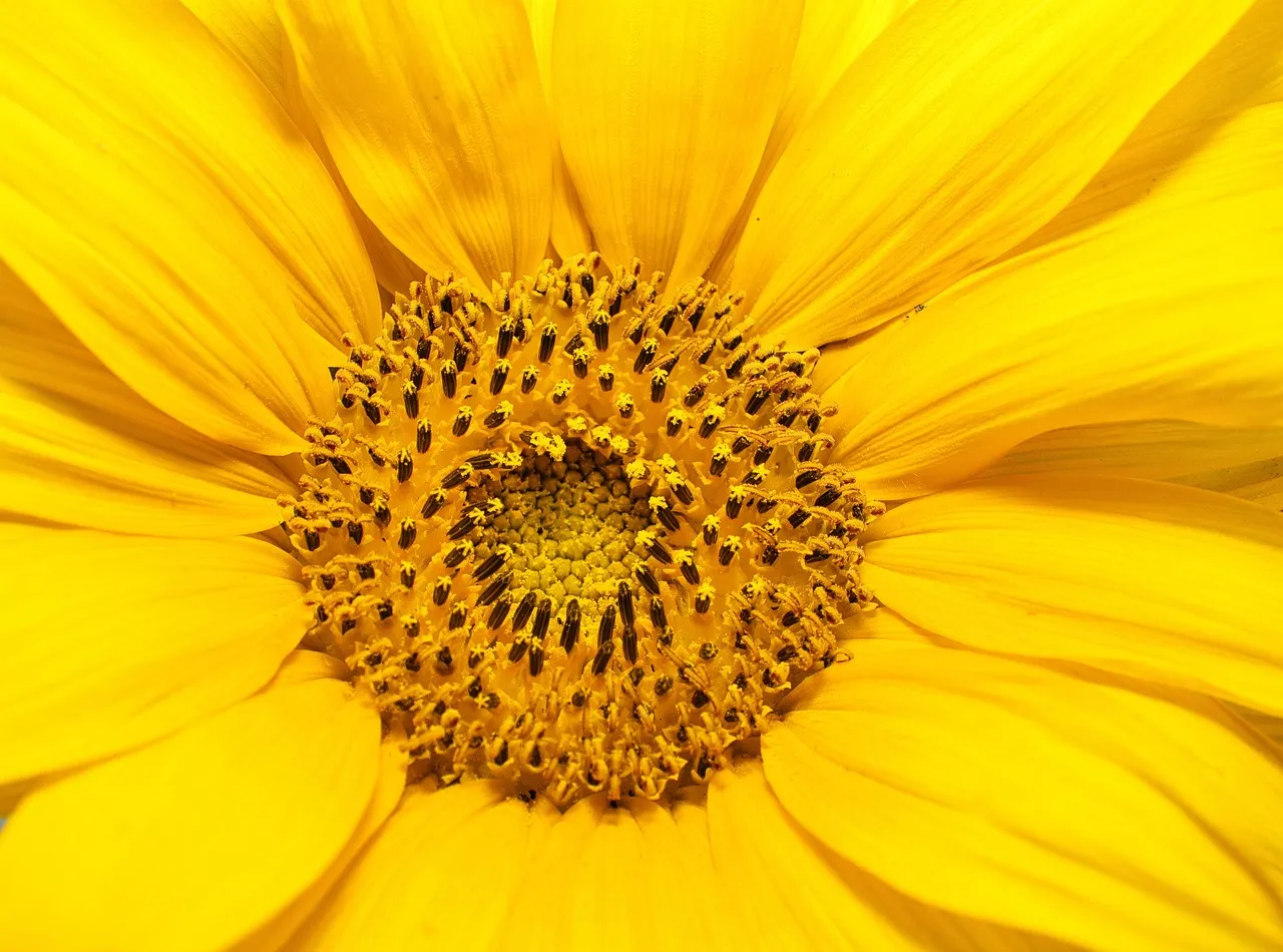 The Science of Why Sunflowers Face the Sun (Image Credits: Pixabay)