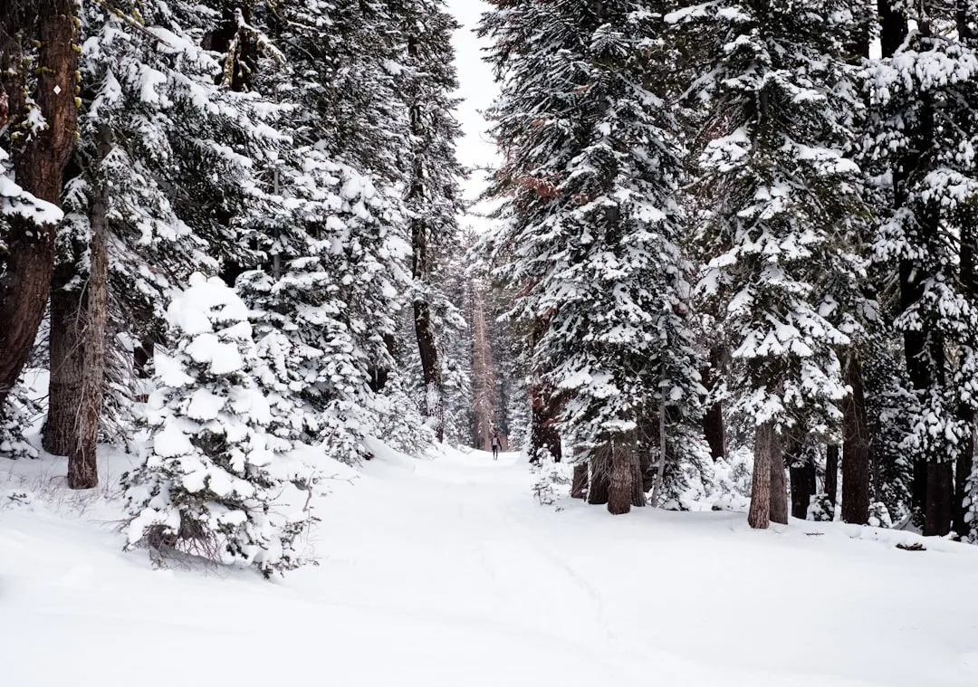 Sequoia's Winter Floor: The Numbers Behind the Silence (Image Credits: Unsplash)