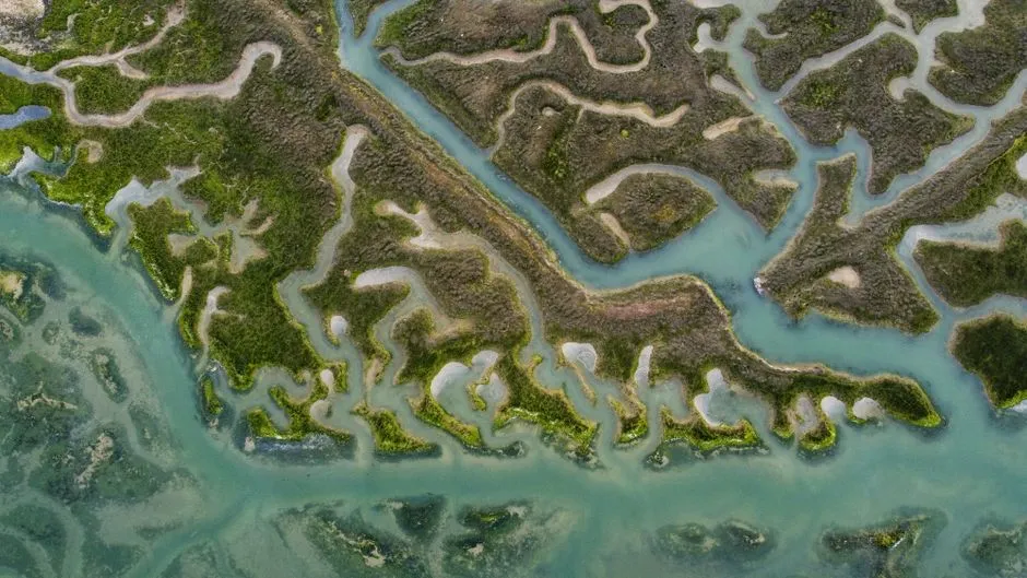 The ACE Basin: One of the Last Undeveloped Estuaries on the Coast (Image Credits: Pexels)