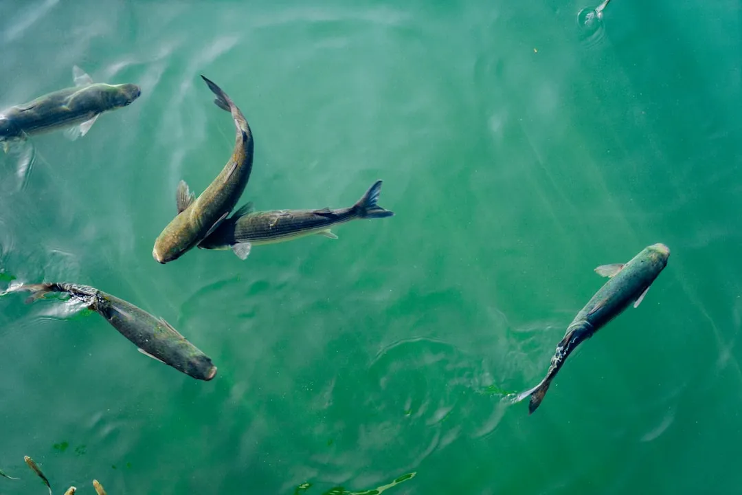 Food Anticipatory Activity: The Pre-Feeding Surge (Image Credits: Unsplash)