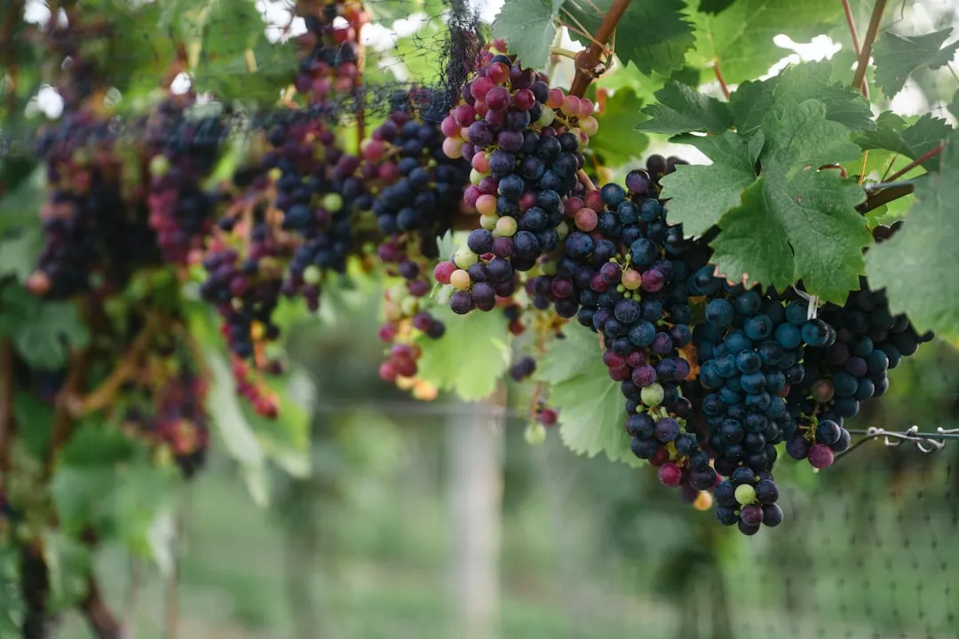 1. The Finger Lakes, New York: Cool-Climate Depth You Won't Expect (Image Credits: Unsplash)