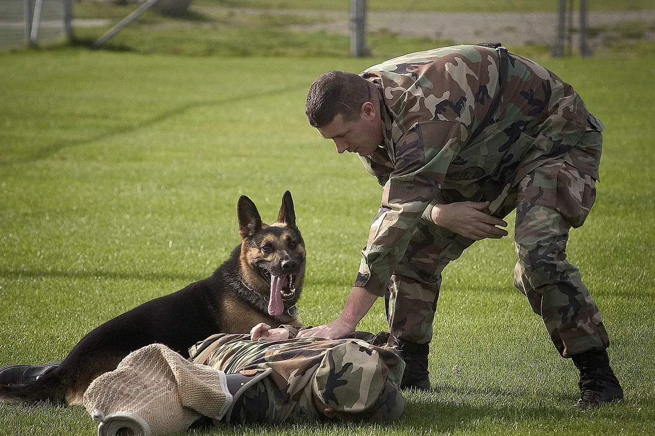 The Handler Relationship Is Central to Accuracy (Image Credits: Pixabay)