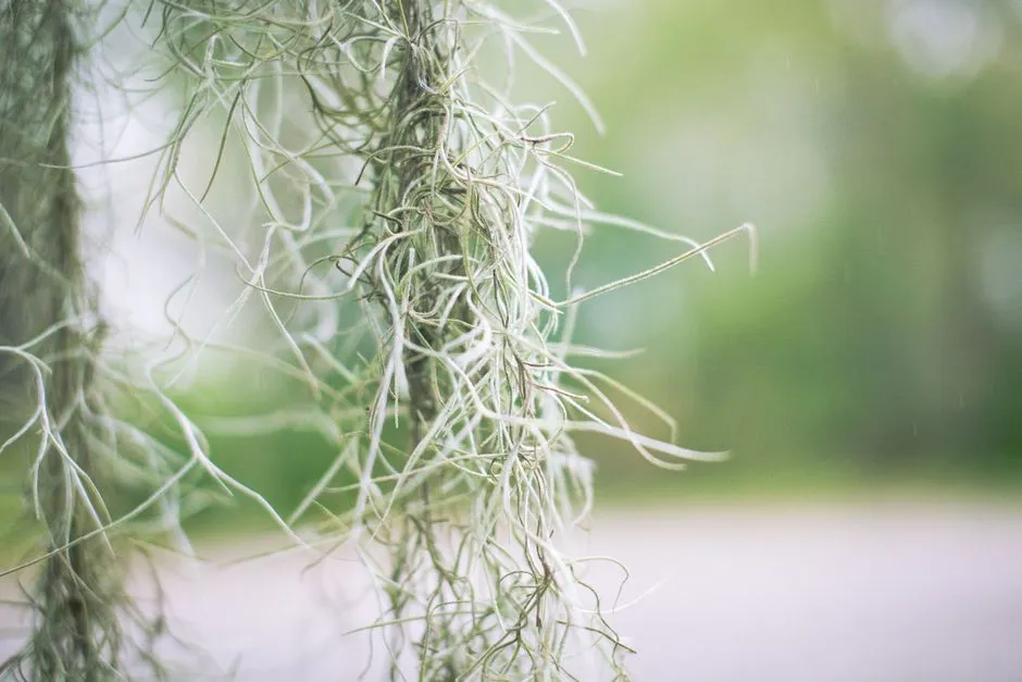 Why the Moss Doesn't Grow Everywhere in the Squares (Image Credits: Pexels)