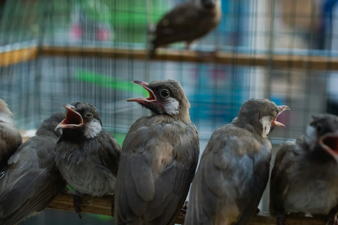 Songbirds: The Birds Everyone Thinks They Know (Image Credits: Unsplash)