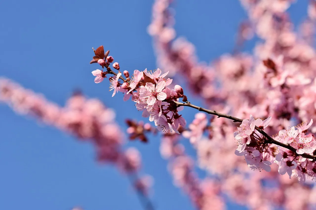 How Long the Blooms Actually Last (Image Credits: Pixabay)