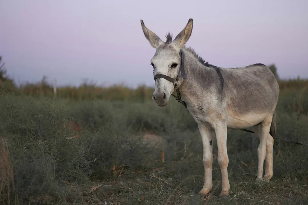 The Donkey Theory and Other Local Lore (Image Credits: Unsplash)