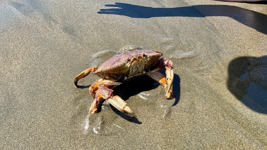 The Crabbing Season That Locals Actually Look Forward To (Image Credits: Unsplash)