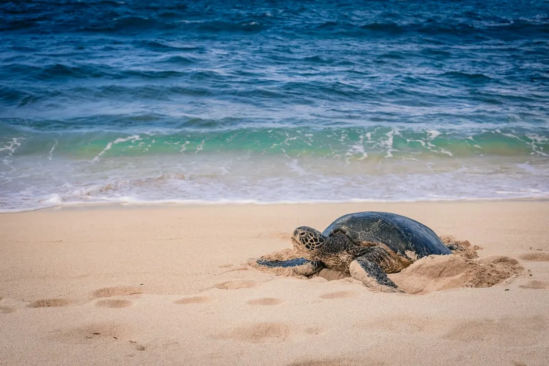 Witnessing Sea Turtle Nesting at Tortuguero (Image Credits: Unsplash)