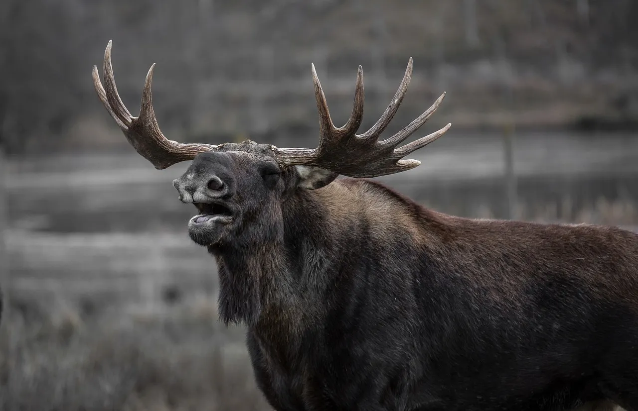 Wildlife That Belongs to a Wilder Era (Image Credits: Pixabay)