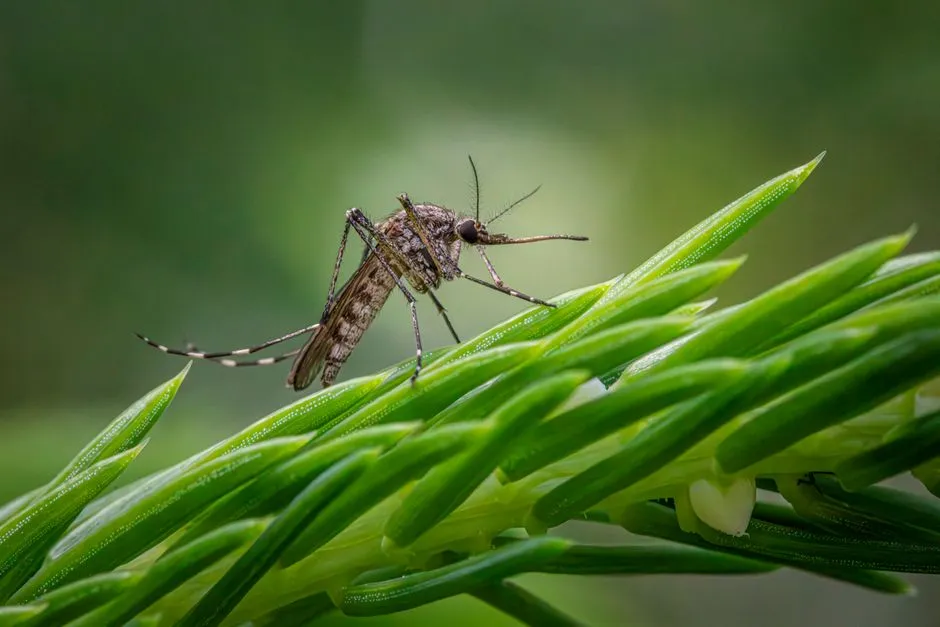 Insect Repellent (Image Credits: Pexels)