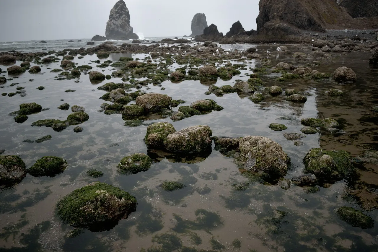 Tidepooling Without the Shoulder Traffic (Image Credits: Pixabay)