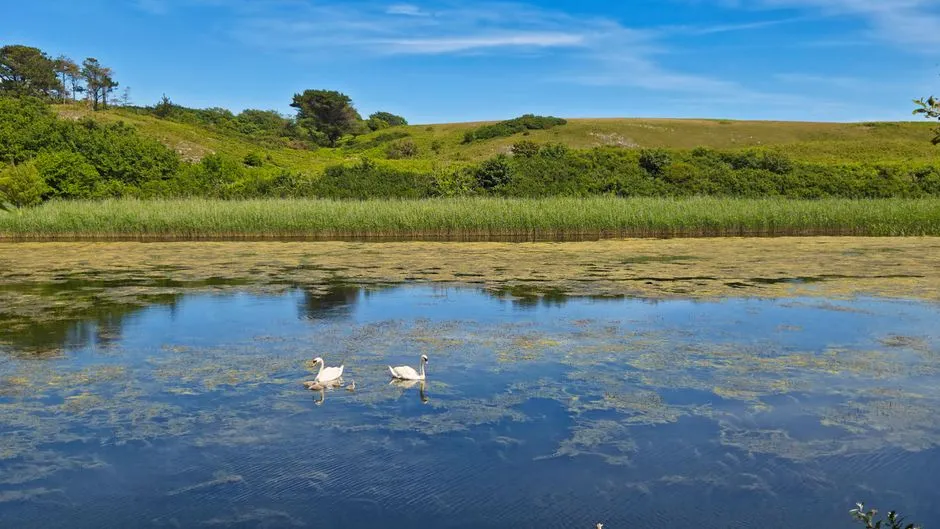 Natural Water Sources Attract Rich Wildlife (Image Credits: Pexels)