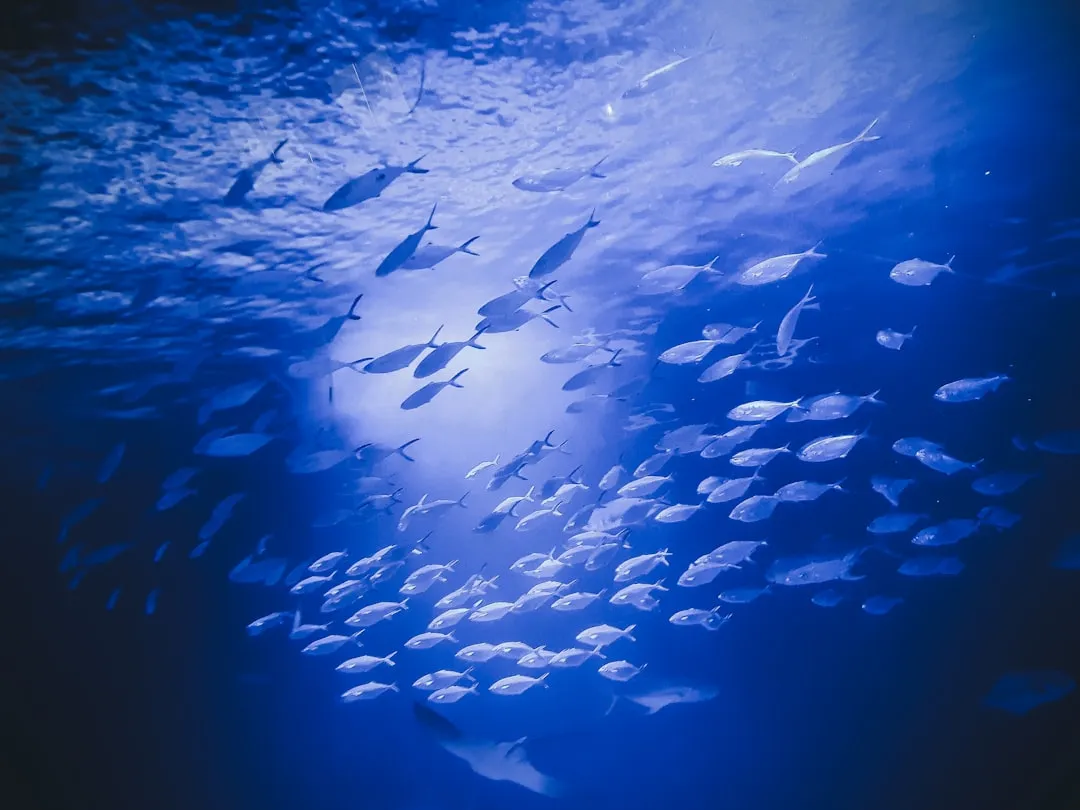 Why Fish Are Genuinely More Active at Low Light (Image Credits: Unsplash)