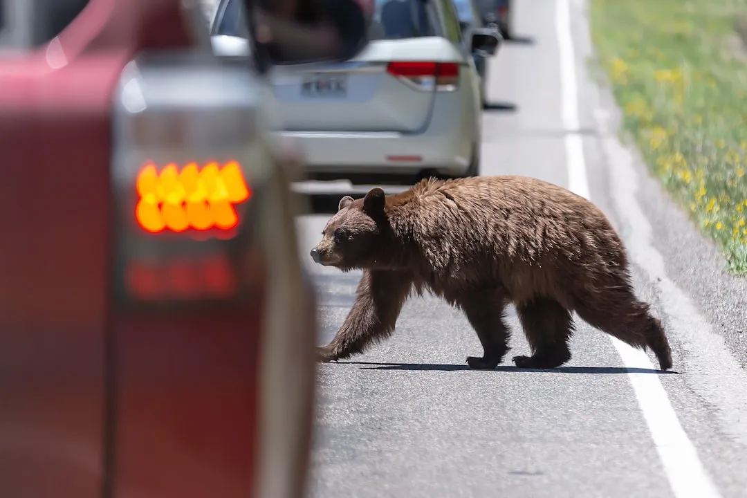 Feeding Wildlife: A Mistake With Lasting Consequences (Image Credits: Unsplash)