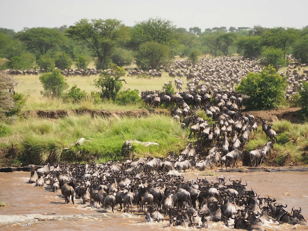 The Great Wildebeest Migration: Two Million Animals on the Move (Image Credits: Unsplash)