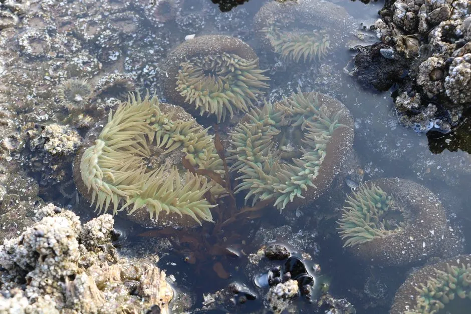 The Tide Pool World Beneath Your Feet (Image Credits: Pexels)