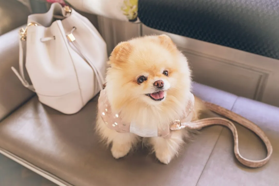 1. The Right Travel Bag: Your Dog Deserves Good Luggage (Image Credits: Unsplash)