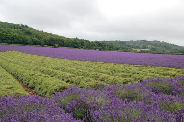 The Harvest Interrupts the View (From geograph.org.uk, CC BY-SA 2.0)
