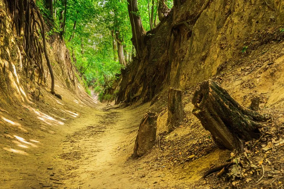 Trail Widening and Soil Compaction: The Creep Effect (Image Credits: Pexels)