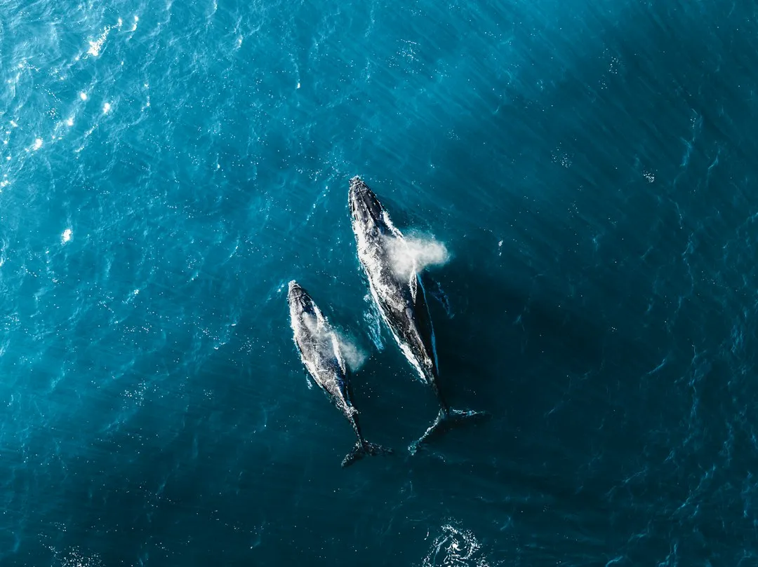 Look Beyond the Obvious Sighting (Image Credits: Unsplash)
