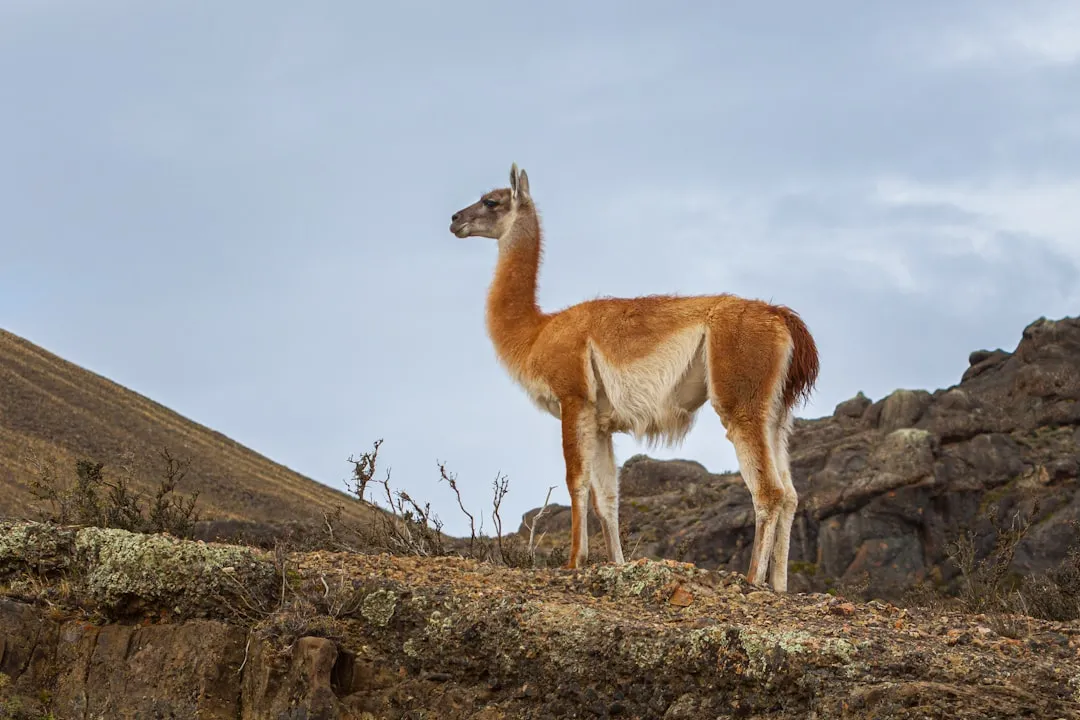 Wildlife of the Steppe and Sky (Image Credits: Unsplash)