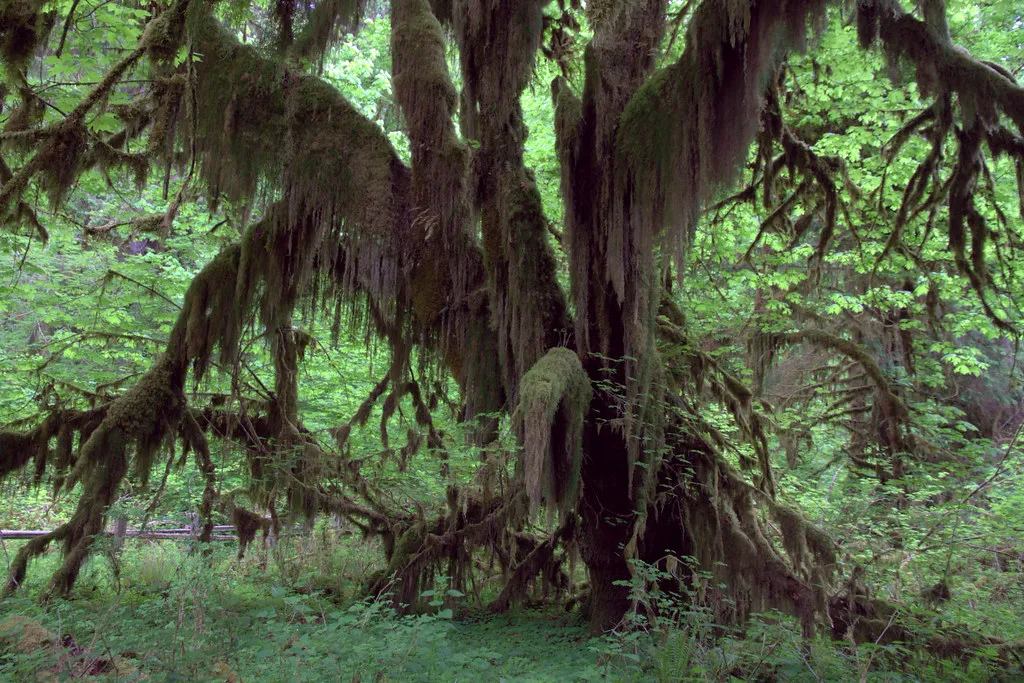 The Hall of Mosses Is a Different Trail in Winter (yashima, Flickr, CC BY-SA 2.0)
