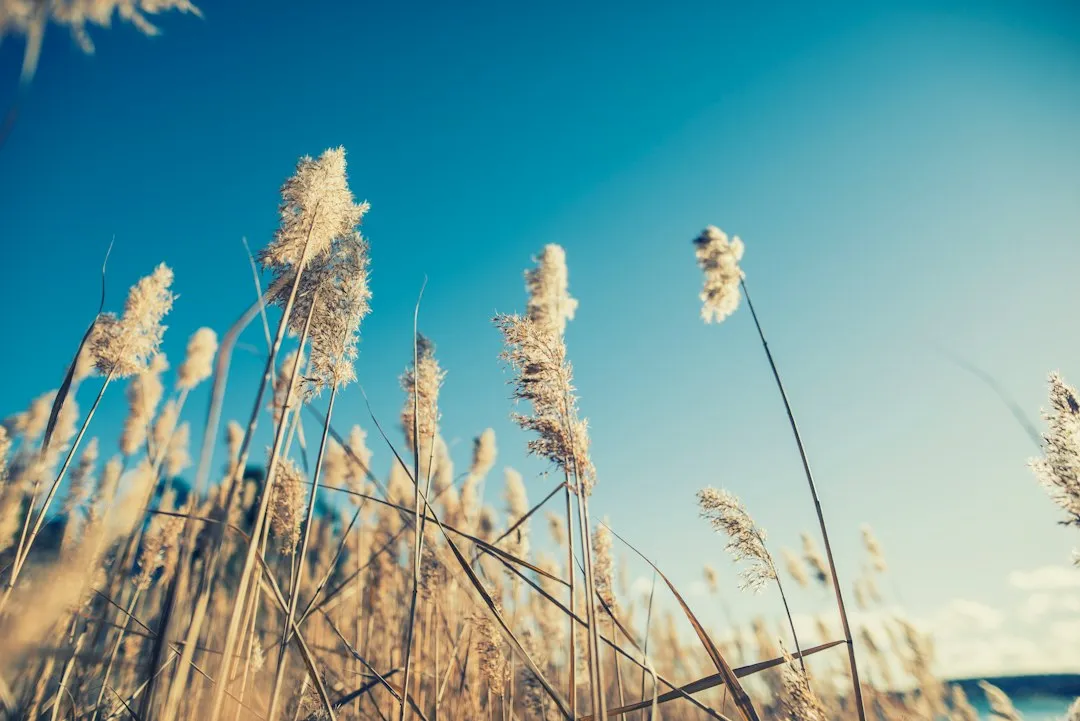 Wind Is the Overlooked Villain of Every Beach Ceremony (Image Credits: Unsplash)