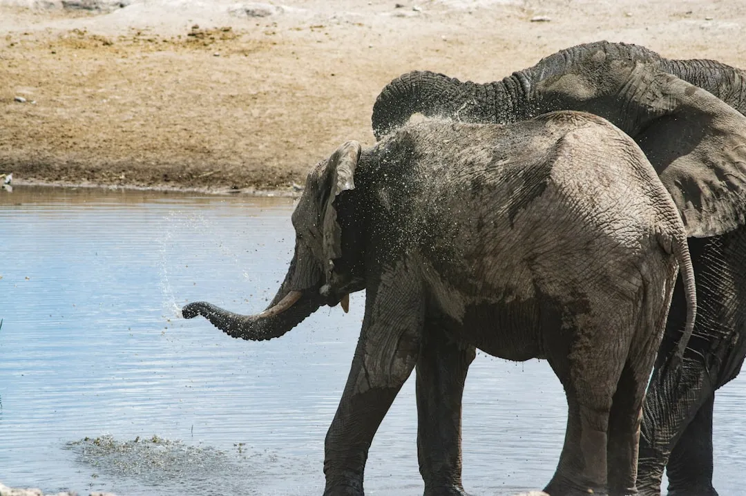 Etosha: A Wildlife Spectacle Built Around Water (Image Credits: Unsplash)