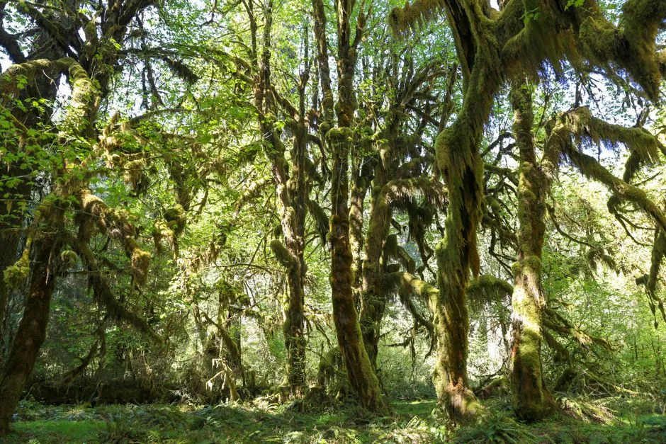 A Place That Actually Earns the Word "Rainforest" (Image Credits: Pexels)