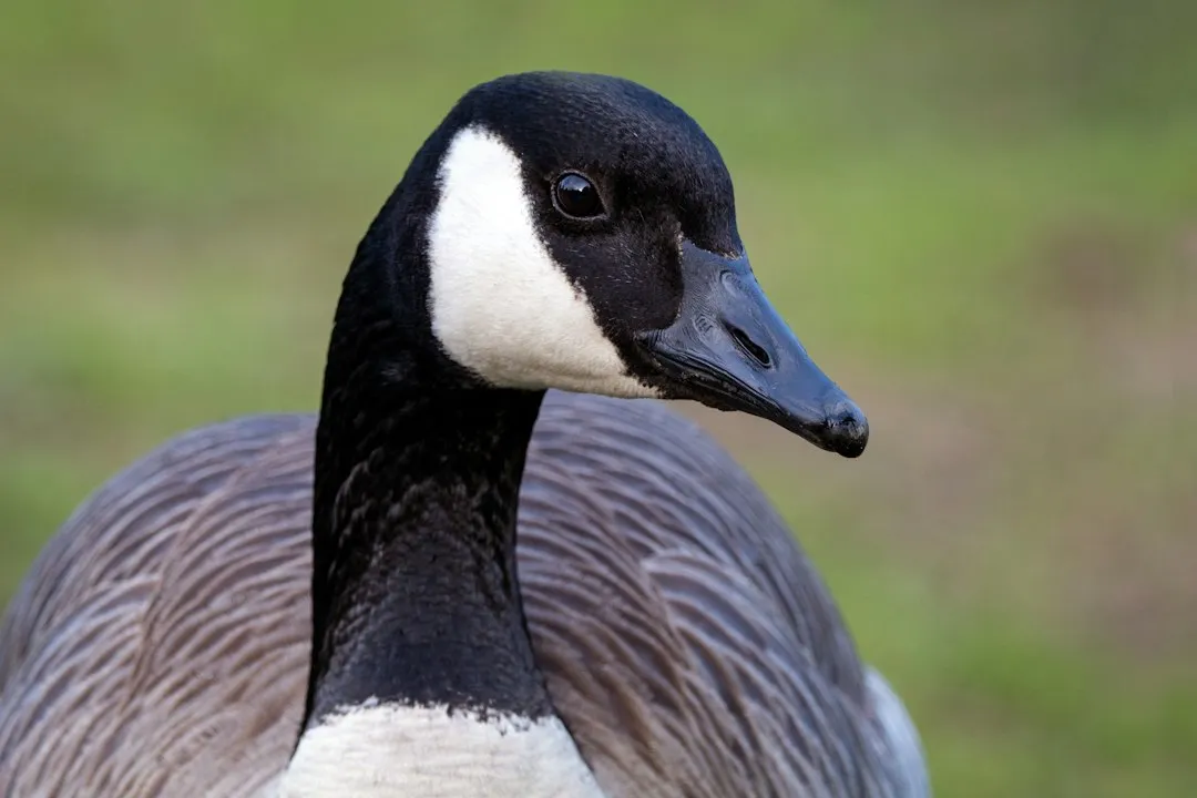 The Canada Goose: A Large and Unavoidable Presence (Image Credits: Unsplash)
