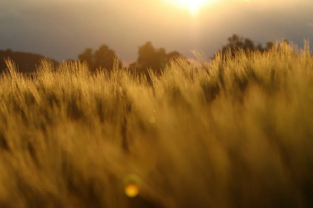 Warm, Indirect Light Protects Your Sleep Chemistry (Image Credits: Unsplash)