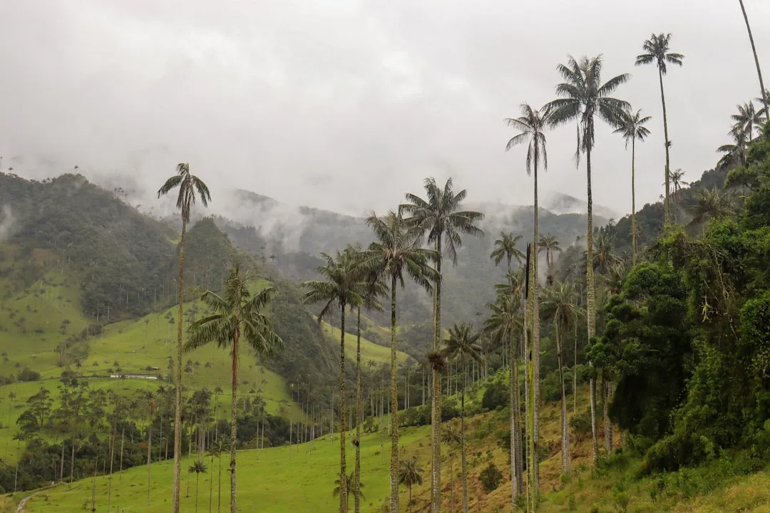 Valle de Cocora and the World's Tallest Palms (Image Credits: Unsplash)