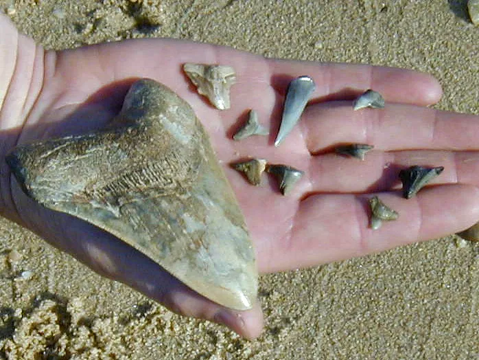 The Geology That Makes Venice Unique (vastateparksstaff, Flickr, CC BY 2.0)