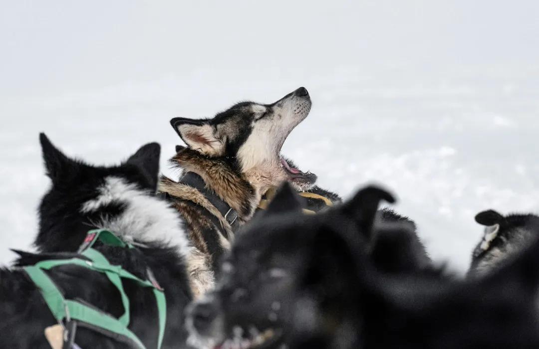 Alaska's Snow Season and Why It Runs Longer Than You'd Think (Image Credits: Unsplash)